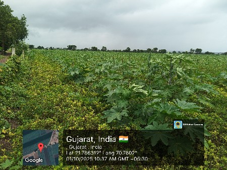 30 વીઘા નો પાલવ 20 નંબરનો