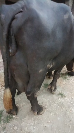 દસ દિવસની કાચી