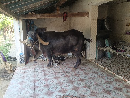 ભેંસ વેચવાની છે