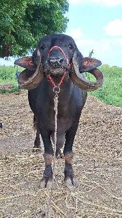 ભેંસ વેચવાની છે