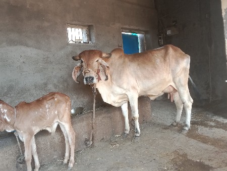 ગાય વેચવાની છે