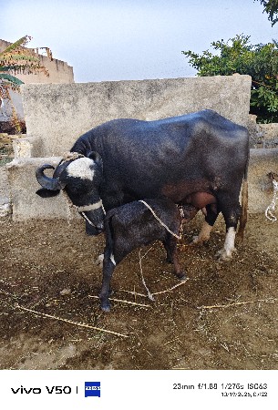 2 bhesh veshvani se