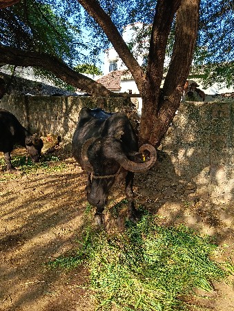 bhesh vesvani se