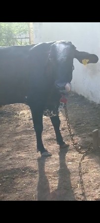 વેચવાની છે