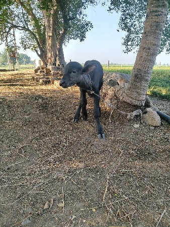પાડો