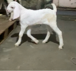 2 bkri ne 1 bachu vechvanu chhe