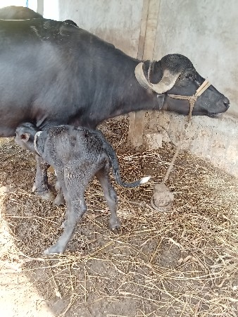 વેતર માં 2