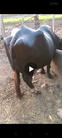 ભેંસ વેચવાની છે