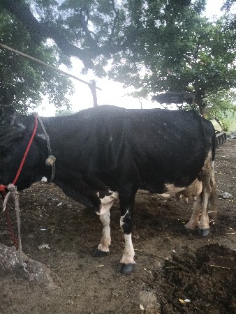 જર્સી ગાય વેચવાની છે
