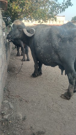 ભેંસ વેચવાનીછે