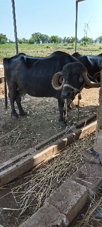 ભેસ વેચવા ની છે
