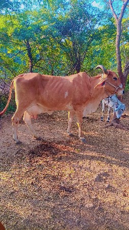 ગાય વેચવાની છે