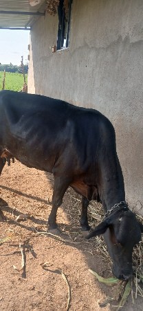 વેસવાનુ સૈ