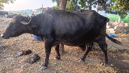 ભેંસ વેચવાની છે.