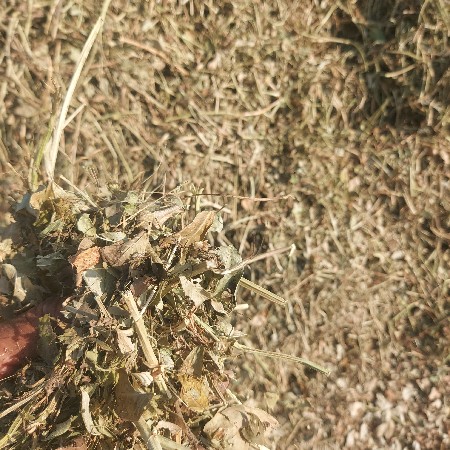 પાલો  દેવાનો છે