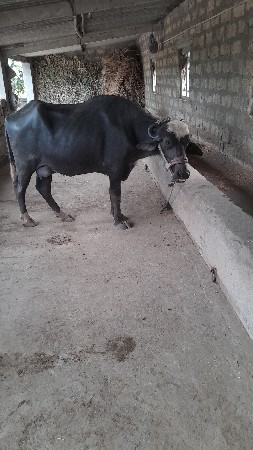 ભેસ વેસવાની છે