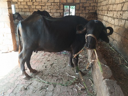 ભેંસ વેચવાની છે