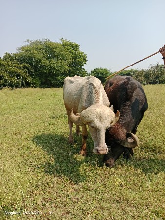 સફેદ ગુલાબી પાડો વેચવાનો છે.