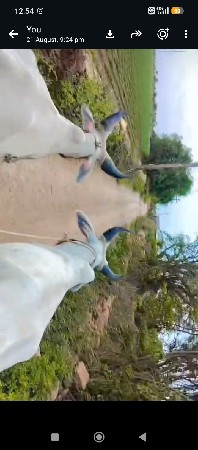 વેચવા છે