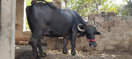 ભેંસ વેચવાની છે 15દિવસ થયા