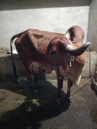 ૨ ગાય સાથે આપી દેવાની છે ૨ વેતર