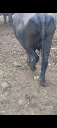 ભેંશ વેસવાની છે