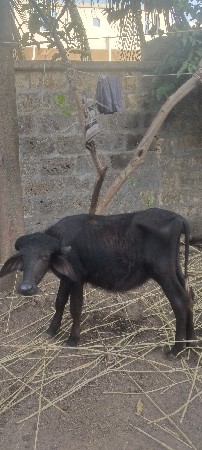 બ ખડેલાવેચવાના છે