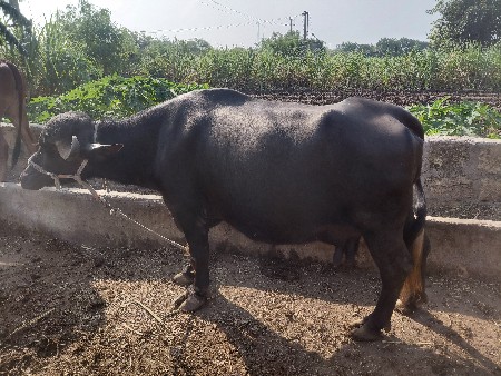ભેસ વરસવાની સે