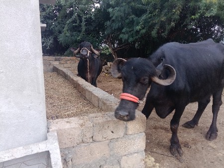 ભેસું વેચવાની છે