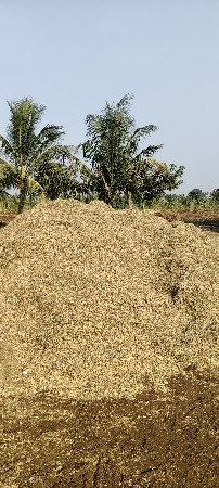 માંડવી નો ભુકો