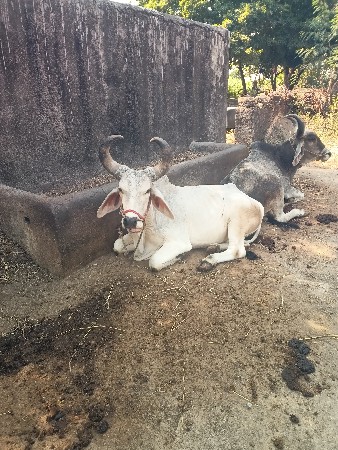 બળદ વેંચવા નાં છે
