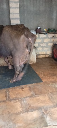 બિજુ વેતર