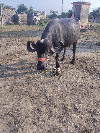 ભેંસવેચવાની છે બીજું વેતર