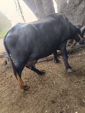 ભેંસ વેચવાની સે કિંમત150000