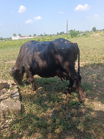 ભેંસ વેચવાની છે