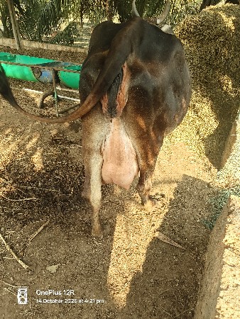 ગાય વેચવાની છે