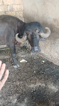 ખડાય વેચવાનિ છે