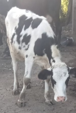 2વર્ષ ની hf sara  વેલાની વાસડી
