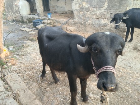 ખળેલી વેચવાની છે