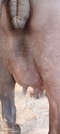 ભેંસ વેચવાની છે