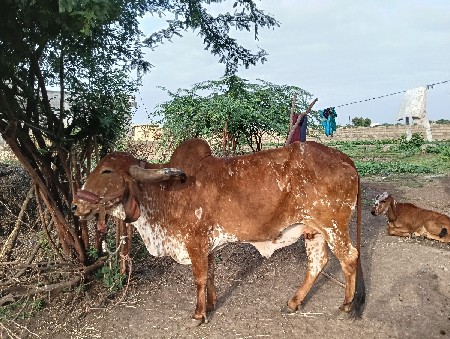 4 વેતર