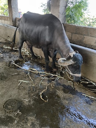 ભેંસ વેચવાની છે