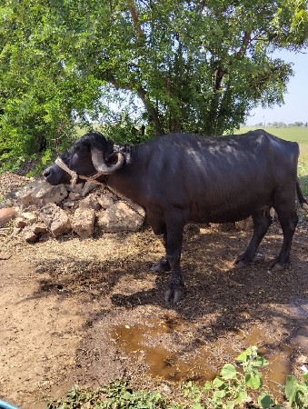 ભેંસ વેચવાની છે