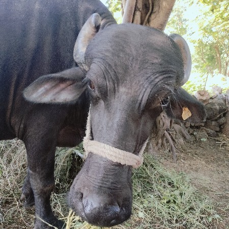 ભેંશ વેચવાની છે.