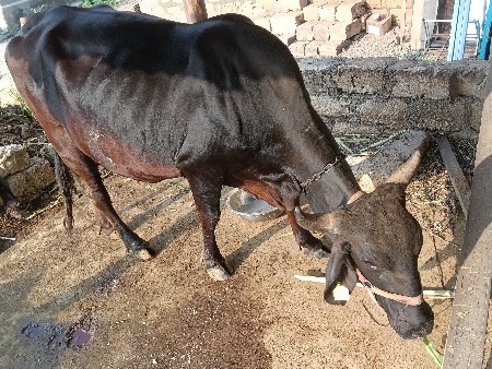 ગાય વેચવાની છે