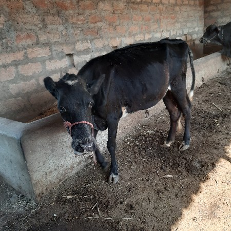 જસી