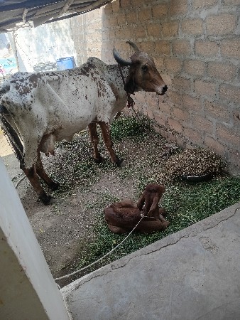 ગાય વેસવાનીસે