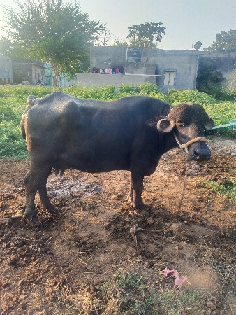 bhes vechavani che