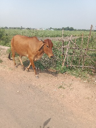 2 ગાય વેચવાની બંને 1 વેતર