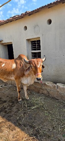 3 વર્ષ નુ હોડકુ છે